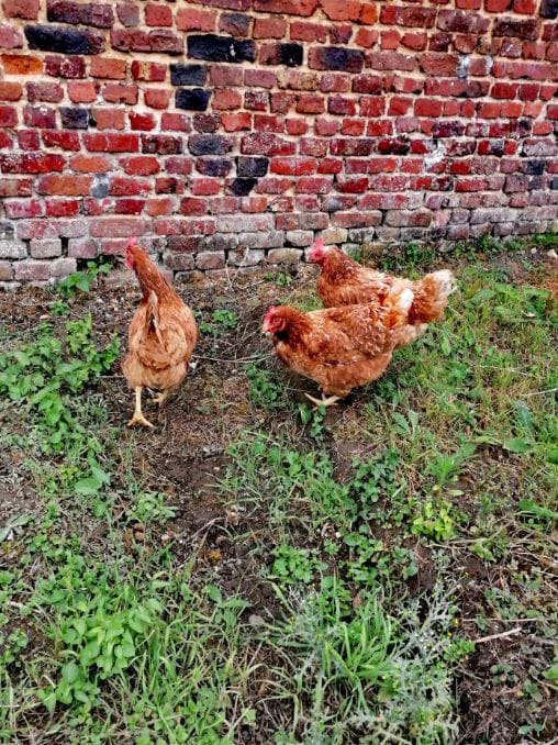 poules